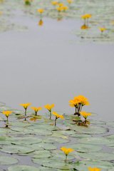 夢至一園池藕花盛開水鳥飛鳴為作二小詩記之