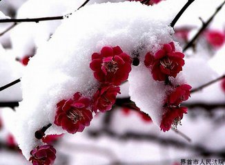 南鄉(xiāng)子·梅與雪爭姝