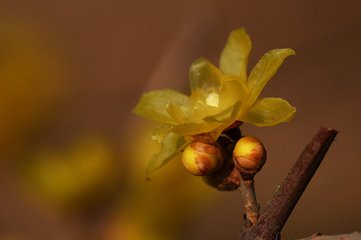 詠早梅 / 揚州法曹梅花盛開