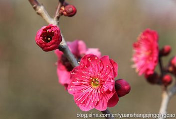 周元舉侍郎梅花次韻三首