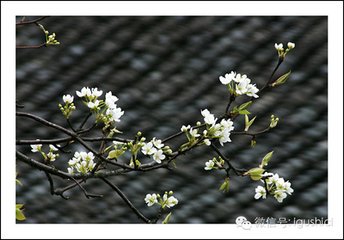 少年游·小樓歸燕又黃昏