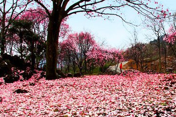 減字木蘭花·英花萬蕊