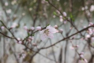 菩薩蠻（次韻龍深甫春日即事）