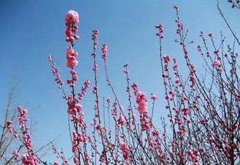 燕歸梁·芳草年年惹恨幽