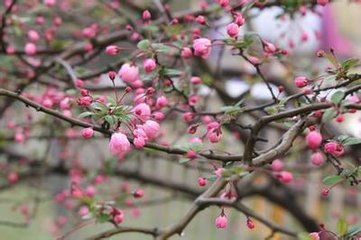 減字木蘭花·杏花零亂