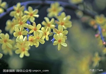 清平樂（迎春花一名金腰帶）