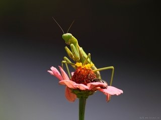 朝天菊