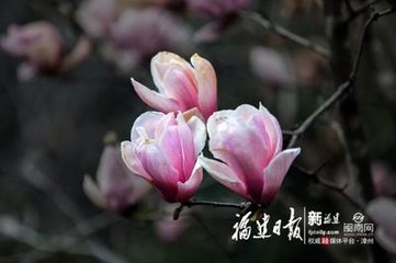 減字木蘭花·茫茫云海