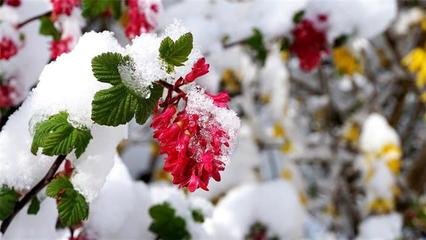 一翦梅·雪里盈盈玉破花