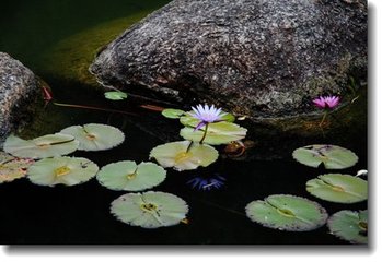 賦得池塘生春草