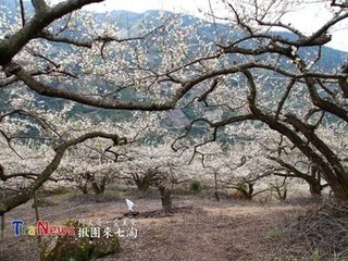 十月桃（二首，同富季申賦梅花）