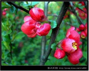 傷畫松道芬上人（因畫釣臺江山而逝）