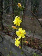 雨中花令·點(diǎn)綴葉間如繡