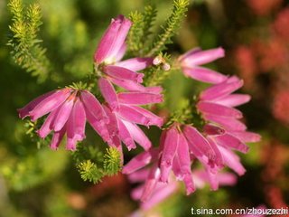 魏塘荒僻春來無雜花一枝可慰逐客二月二十六