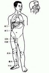 足厥陰脈動(dòng)喜怒不時(shí)發(fā)