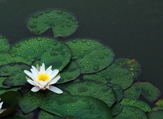 浣溪沙（雨中荷花）