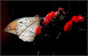 蝶戀花·秋水涵空如鏡凈