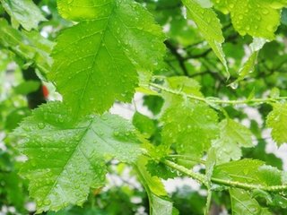 秋雨獨酌三首