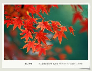 綺羅香（紅葉）