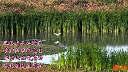 詠雙白鷺