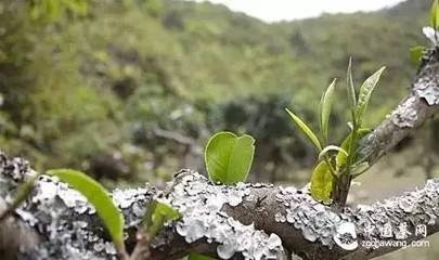 大云寺茶詩