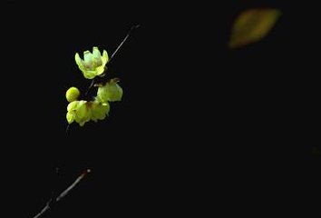 東風(fēng)第一枝（壬戍立春日訪梅溪，雨中同賦）