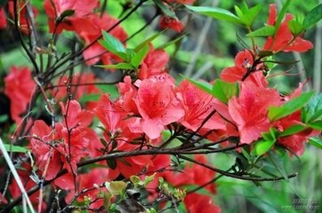 浪淘沙（杜鵑花）