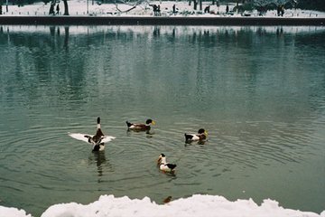 次夕降摶雪徑滿鵝鴨卵余睡而復(fù)起燒竹照之八