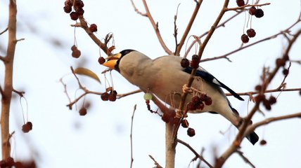 希有鳥吟