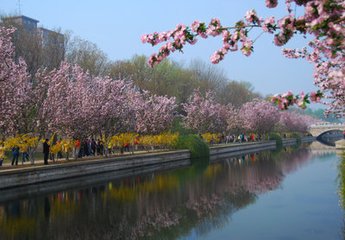 卜算子（園丁獻海棠）