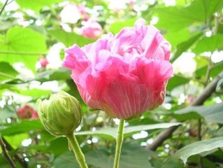 菩薩蠻（蘇堤芙蓉）