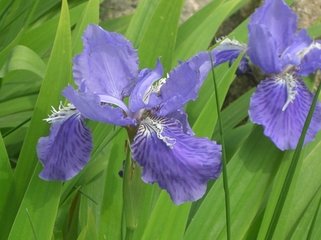 木蘭花慢 賦芙蓉杏花