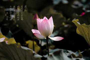 水仙子·詠江南