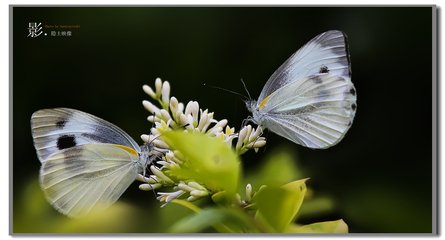 粉蝶兒·玉屑輕盈