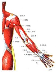 手少陽及臂凡二十四穴