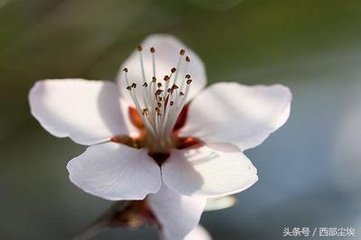 看花回·愛日