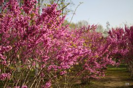 沁園春（問(wèn)杜鵑）