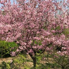 風流子·出關(guān)見桃花