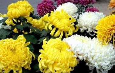 菩薩蠻·誕辰遲似秋三日