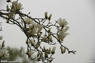 掃花游/掃地游