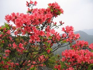 嘆靈鷲寺山榴