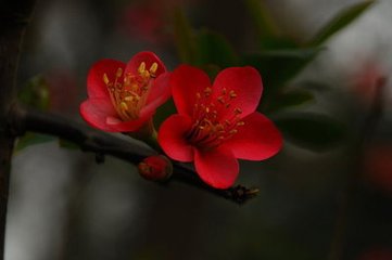 東湖看花呈宋原父