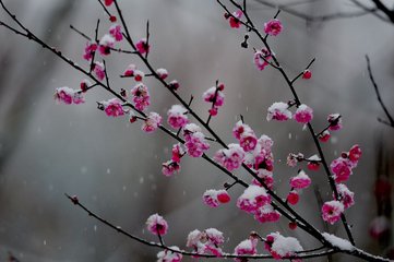 憶秦娥（雪中擁琴對梅花寓言）