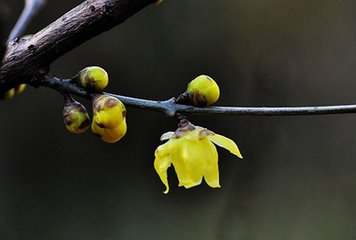 賀新郎·百尺連云起