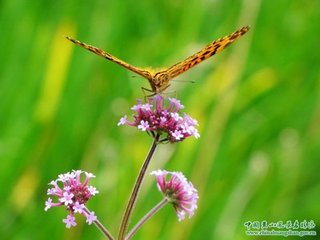 鵲橋仙·黃花似鈿