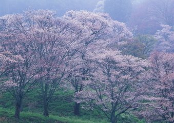 千秋歲（詠疇昔勝會和人韻，后篇喜其歸）