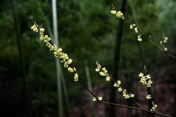 水龍吟（贈(zèng)丁南鄰）