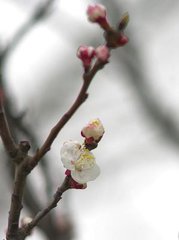 山花子·楊柳凄迷曉霧中