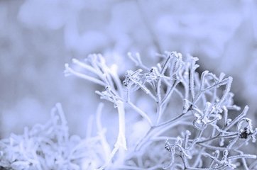 水調(diào)歌頭 九月望日，與客習(xí)射西園，余病不