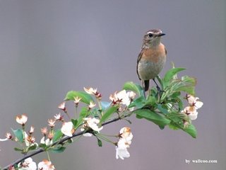 西江月·風(fēng)送丹楓卷地